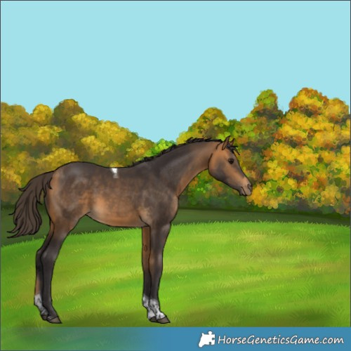 Horse Color:Buckskin Tobiano 