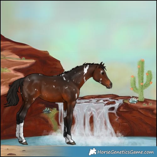 Horse Color:Gray White Spotted Bay Tobiano 