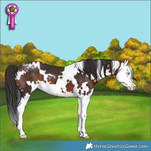 Horse Color:White Spotted Brown Splash 