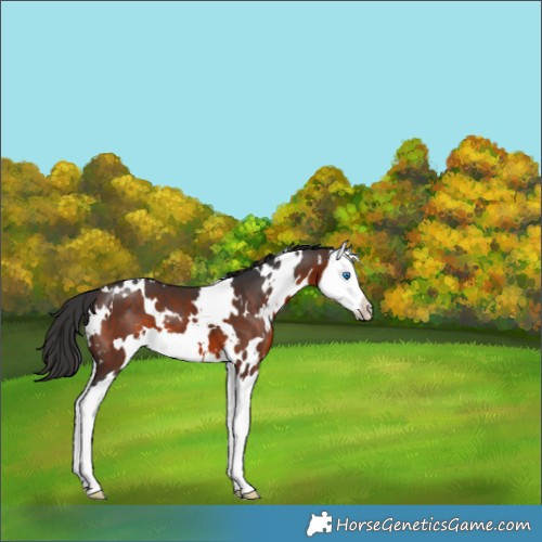 Horse Color:White Spotted Brown Splash
