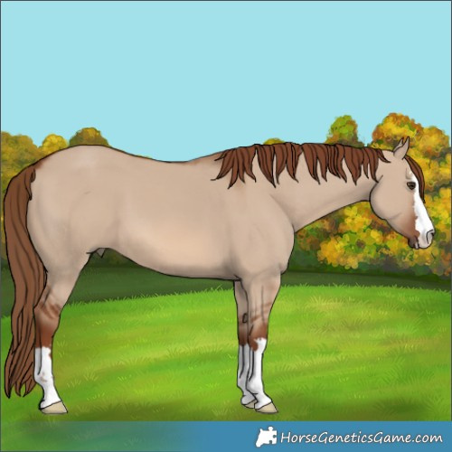 Horse Color:Red Dun 