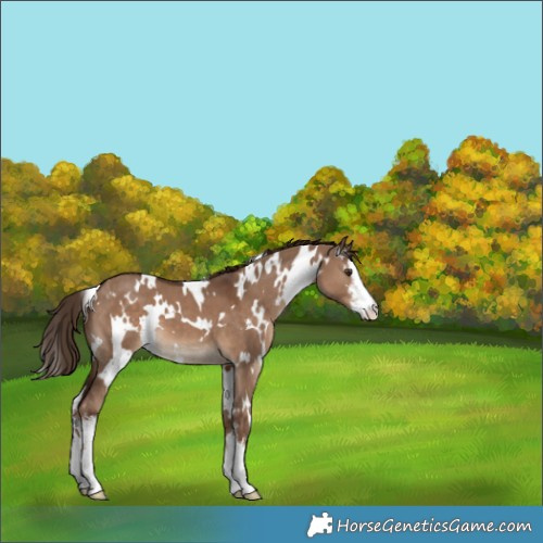 Horse Color:White Spotted Liver Red Dun 