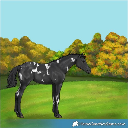 Horse Color:White Spotted Black 
