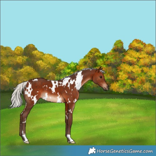 Horse Color:White Spotted Silver Brown