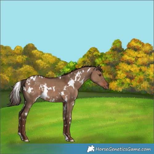 Horse Color:White Spotted Liver Red Dun 