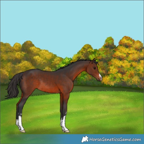 Horse Color:White Spotted Brown Rabicano 