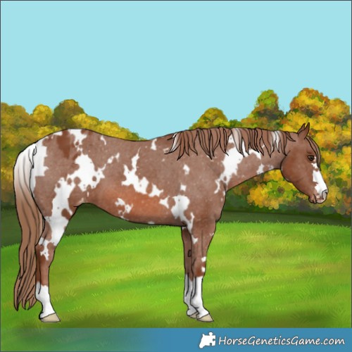 Horse Color:White Spotted Chestnut Appaloosa 