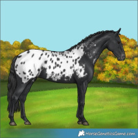 Horse Color:Black Blanket