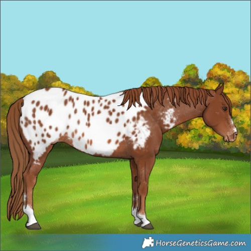 Horse Color:Chestnut Near Leopard Rabicano 