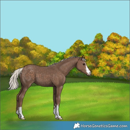 Horse Color:Silver Black 