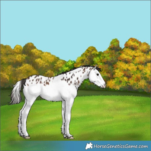 Horse Color:Brown Splash Appaloosa 