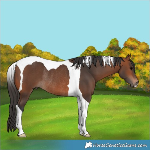 Horse Color:Bay Tobiano Rabicano 