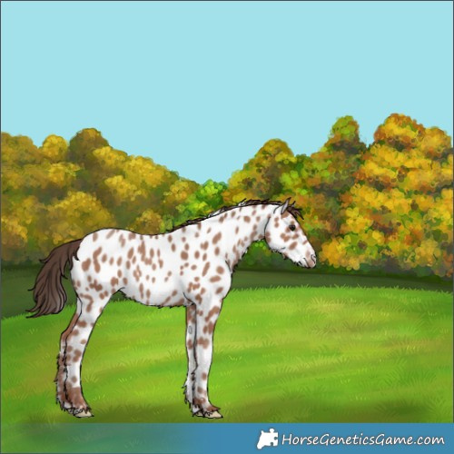 Horse Color:Classic Champagne Appaloosa 