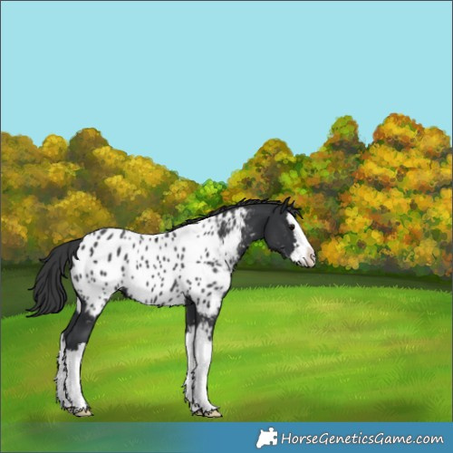 Horse Color:Black Splash Near Leopard 