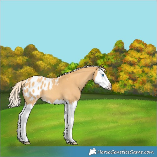 Horse Color:Gold Cream Champagne Splash Appaloosa 