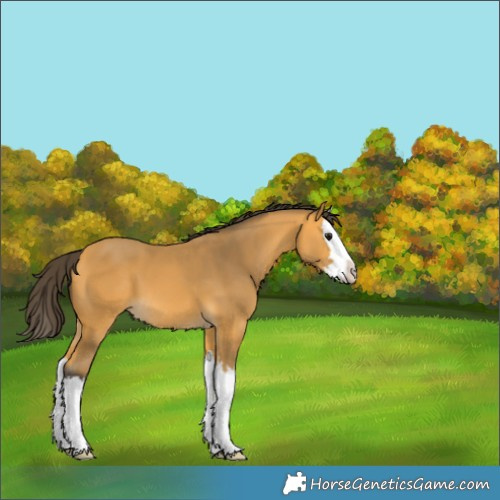 Horse Color:Buckskin Splash 