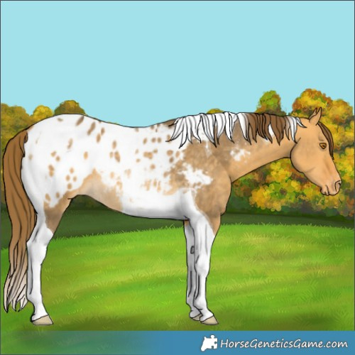 Horse Color:Buckskin Dun Tobiano Appaloosa Rabicano 
