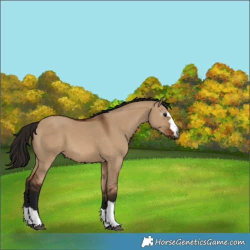 Horse Color:Gray Bay Dun 