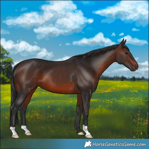 Horse Color:Brown 