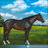 Horse Color:Brown 