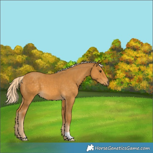 Horse Color:Palomino 
