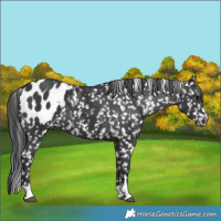Horse Color:Black Blanket 