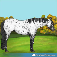 Horse Color:Black Near Leopard 