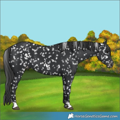 Horse Color:Black Snowflake Varnish 
