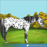Horse Color:Black Near Leopard 