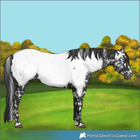 Horse Color:Black Near Fewspot