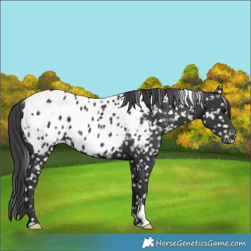 Horse Color:Black Near Leopard 