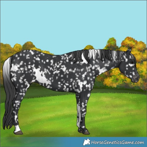 Horse Color:White Spotted Black Snowflake Varnish