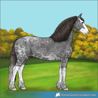 Horse Color:Smoky Black Ice Splash Appaloosa Rabicano