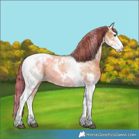 Horse Color:Painted White Spotted Chestnut Splash Tobiano Appaloosa