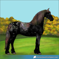 Horse Color:Void Nacre White Spotted Bay Dun Splash Blanket