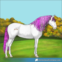 Horse Color:Painted Plaid Bay Splash Tobiano Appaloosa