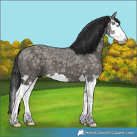 Horse Color:Grullo Ice Splash