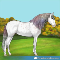 Horse Color:Nacre Bay Ice Sabino Splash Appaloosa 