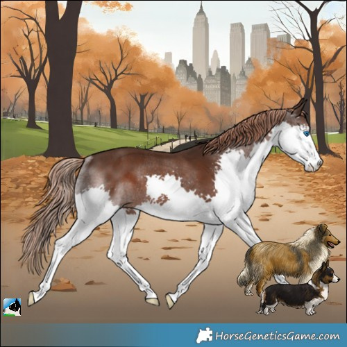 Horse Color:Liver Chestnut Splash Rabicano 