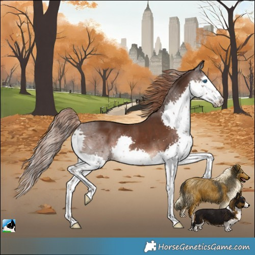 Horse Color:Liver Chestnut Splash Rabicano
