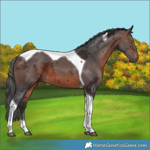 Horse Color:Brown Merle Tobiano 