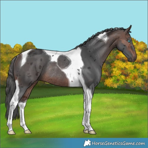 Horse Color:Brown Merle Tobiano Rabicano 