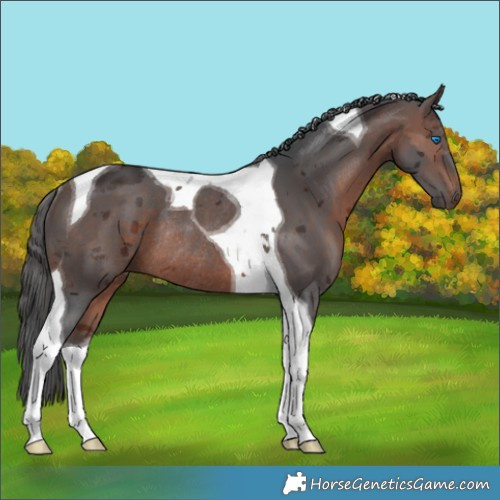 Horse Color:Brown Merle Tobiano Rabicano