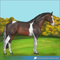 Horse Color:Brown Merle Splash Tobiano Rabicano 