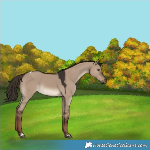 Horse Color:Liver Red Dun Tobiano 