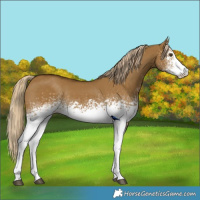 Horse Color:White Spotted Chocolate Palomino Dun Rabicano 
