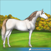 Horse Color:Smoky Blue Roan Pearl Splash