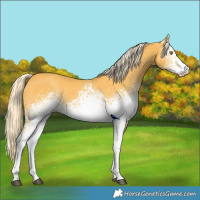 Horse Color:White Spotted Palomino