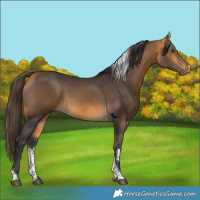 Horse Color:Buckskin Sabino Tobiano
