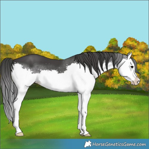 Horse Color:Black Splash